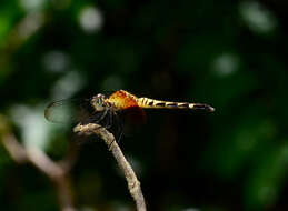 Image of Red-mantled Dragonlet