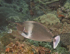 Image of Brown Unicornfish