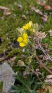 Imagem de Potentilla jepsonii var. kluanensis