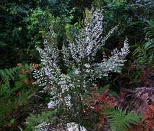 Image of Erica fuscescens (Klotzsch) E. G. H. Oliver