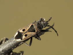 صورة Lasiocoris crassicornis (Lucas 1849)