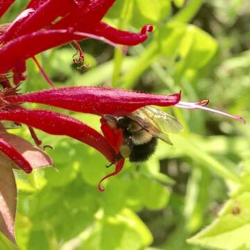 Image of Bombus vagans vagans Smith 1854