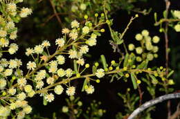 Image of Acacia aspera subsp. parviceps N. G. Walsh