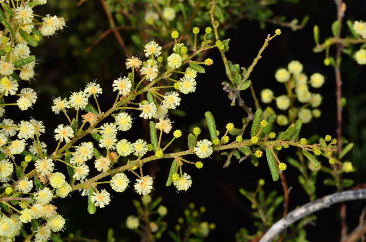 Imagem de Acacia aspera subsp. parviceps N. G. Walsh