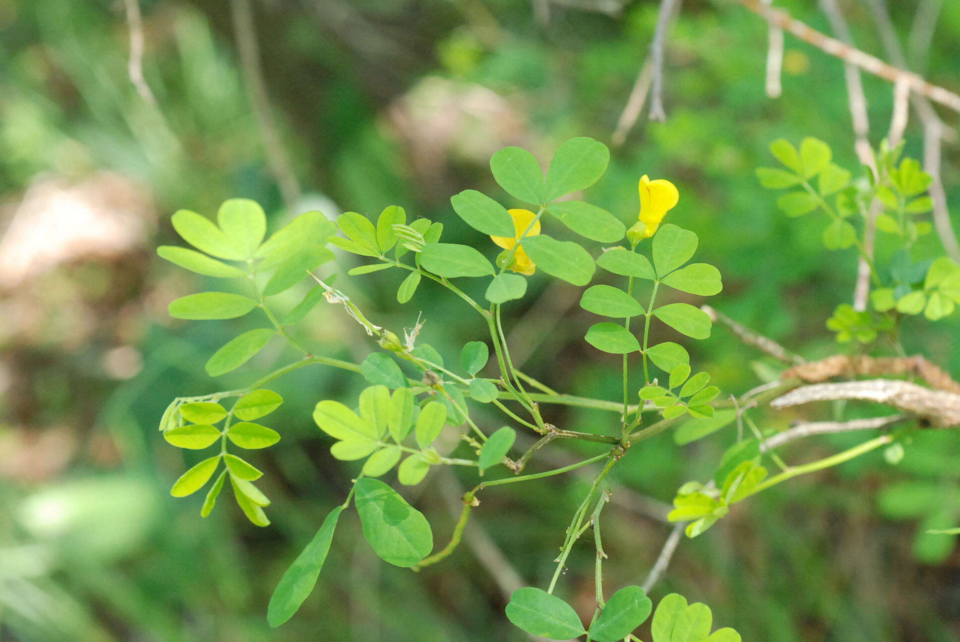 Image of scorpion senna