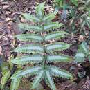 Image de Pteris argyraea Moore