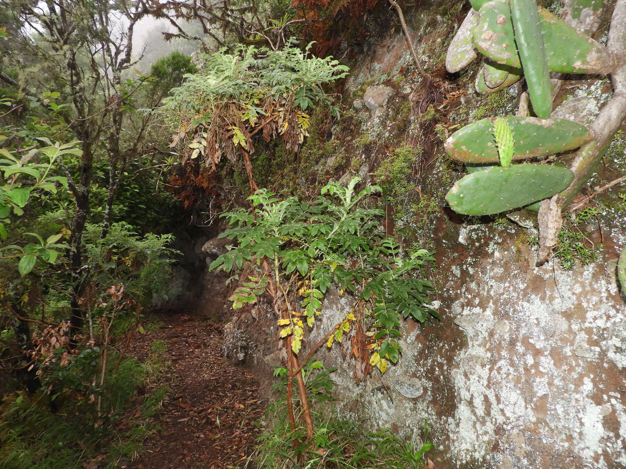 Image of Bencomia caudata (Ait.) Webb & Berth.