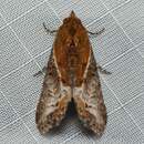 Lophoptera ferrinalis Walker 1863 resmi