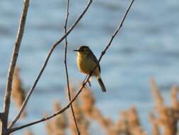 Image of Citrine Wagtail