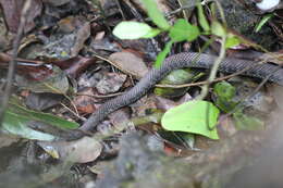 Image of Cubophis caymanus (Garman 1887)