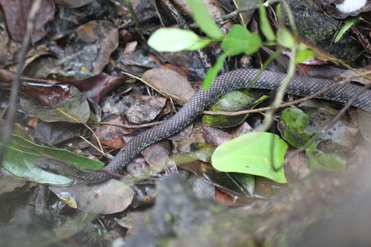 Image of Cubophis caymanus (Garman 1887)