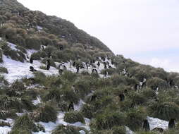 Image of Macaroni Penguin