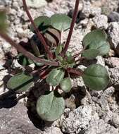 Image of Howell's buckwheat