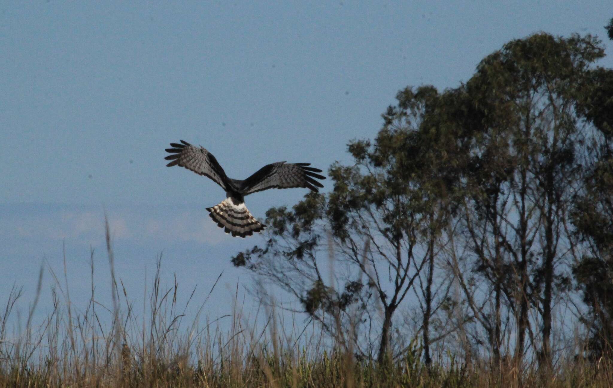 Image of Long-winged Harrier