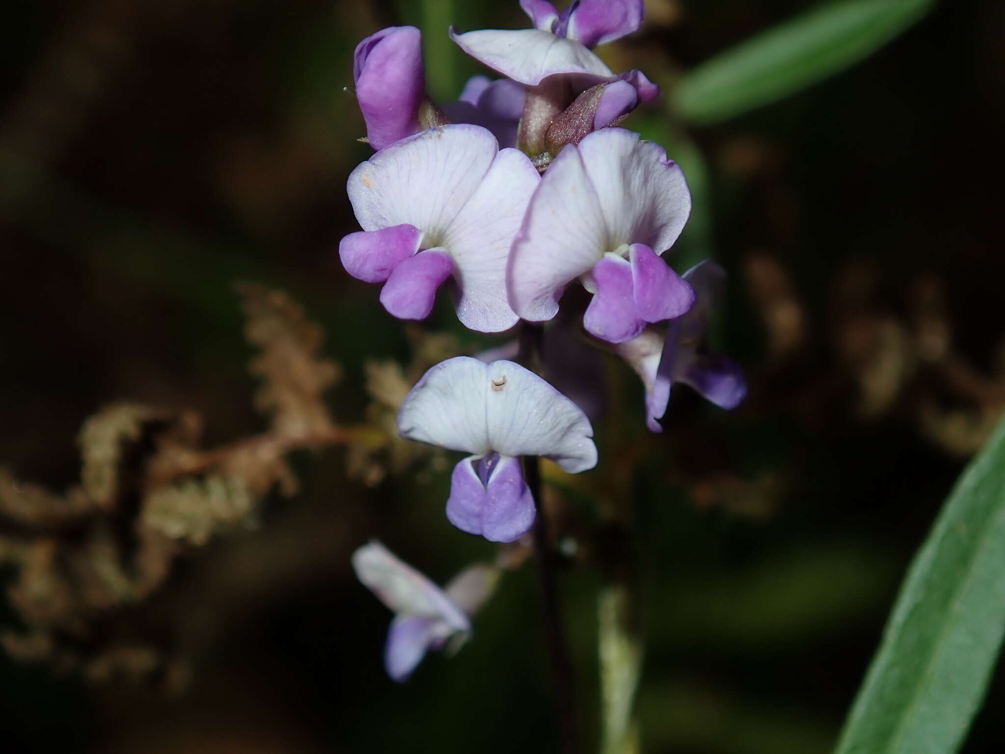 Glycine clandestina Wendl. resmi