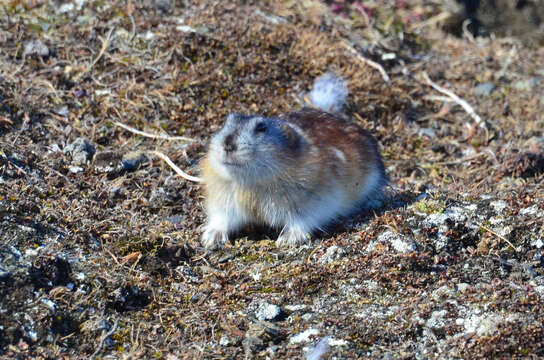 Image of Wrangel Island Collared Lemming