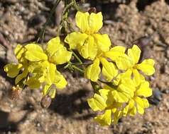 Image of Goodenia berardiana (Gaud.) R. C. Carolin