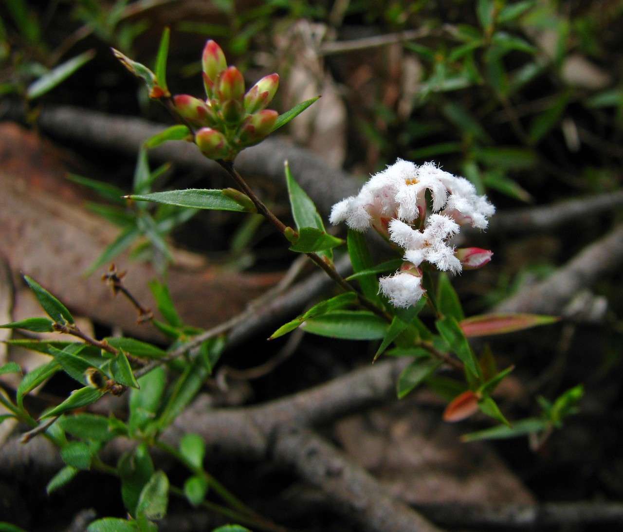 Image of Leucopogon virgatus var. virgatus