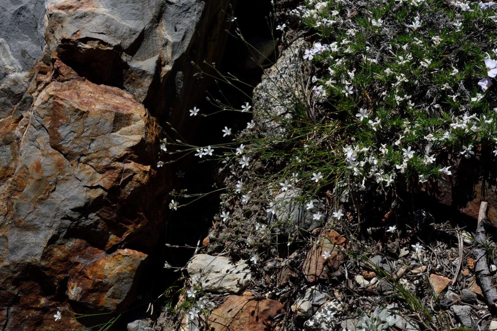 Image of King's sandwort