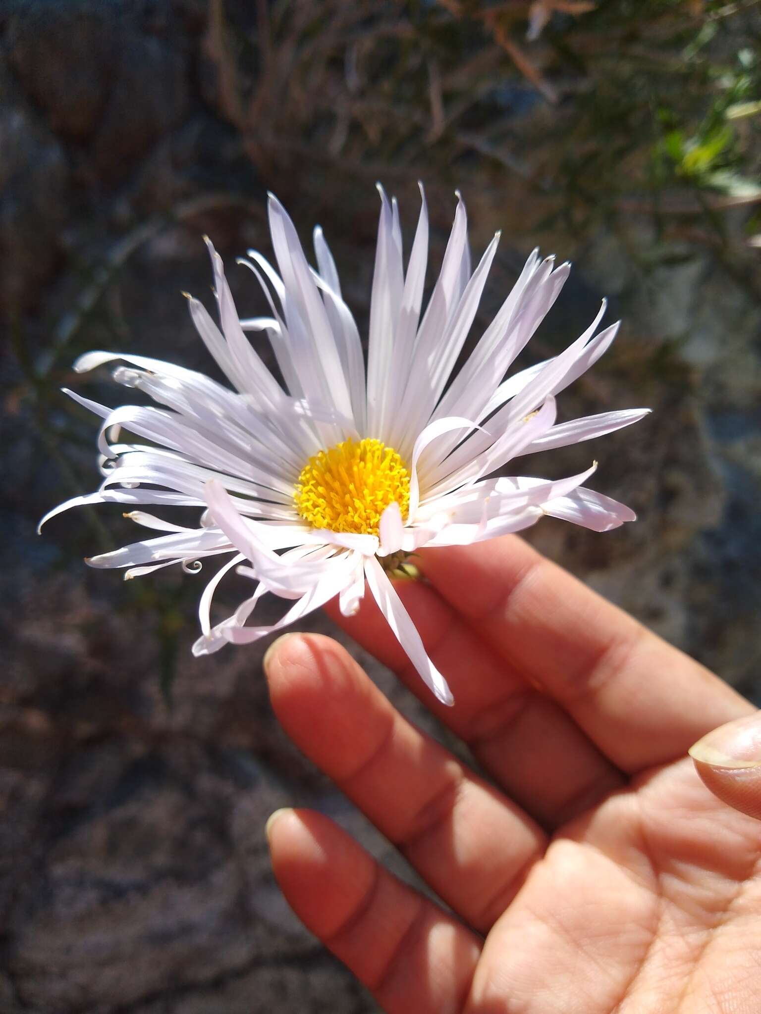 Image of <i>Xylorhiza <i>tortifolia</i></i> var. tortifolia