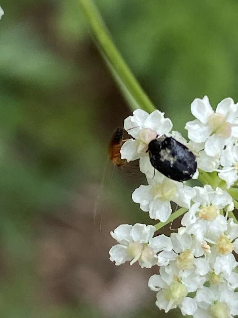 Image of Anthrenus sophonisba Beal 1998