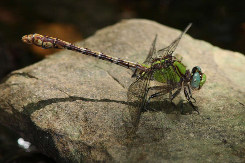 Image of Acuminate Snaketail