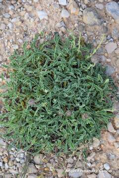 Image of Globularia montiberica G. Lopez Gonzalez