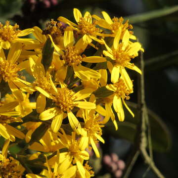 Image of Dendrophorbium americanum (L. fil.) C. Jeffrey