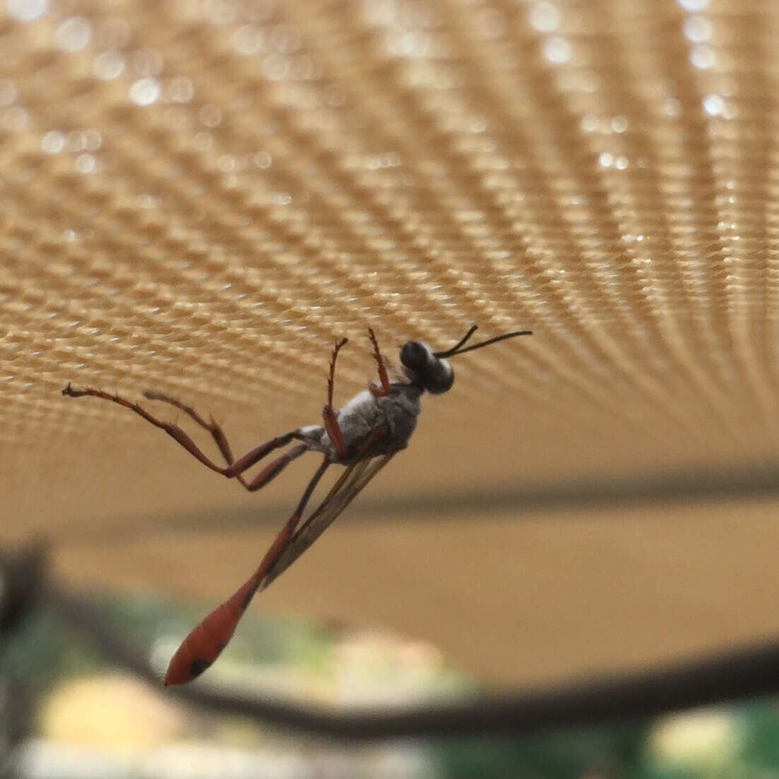 Слика од Ammophila aberti Haldeman 1852