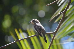 Image of African Dusky Flycatcher