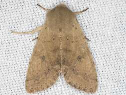 Image of Orthosia pacifica Harvey 1874