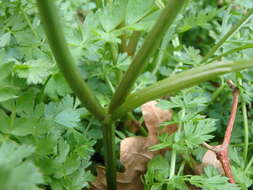 Image of corky-fruited water-dropwort