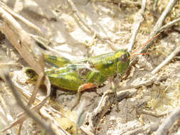 Слика од Campylacantha olivacea vivax (Scudder & S. H. 1876)