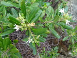 Image de Scaevola montana Labill.