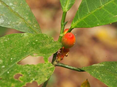 Image of Sorocea affinis Hemsl.