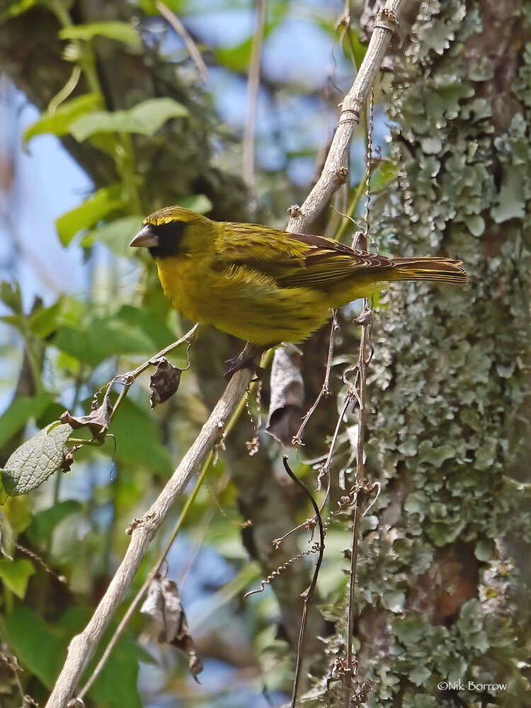 Image of Crithagra citrinelloides kikuyensis (Neumann 1905)