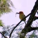 Image of Mountain Kingfisher