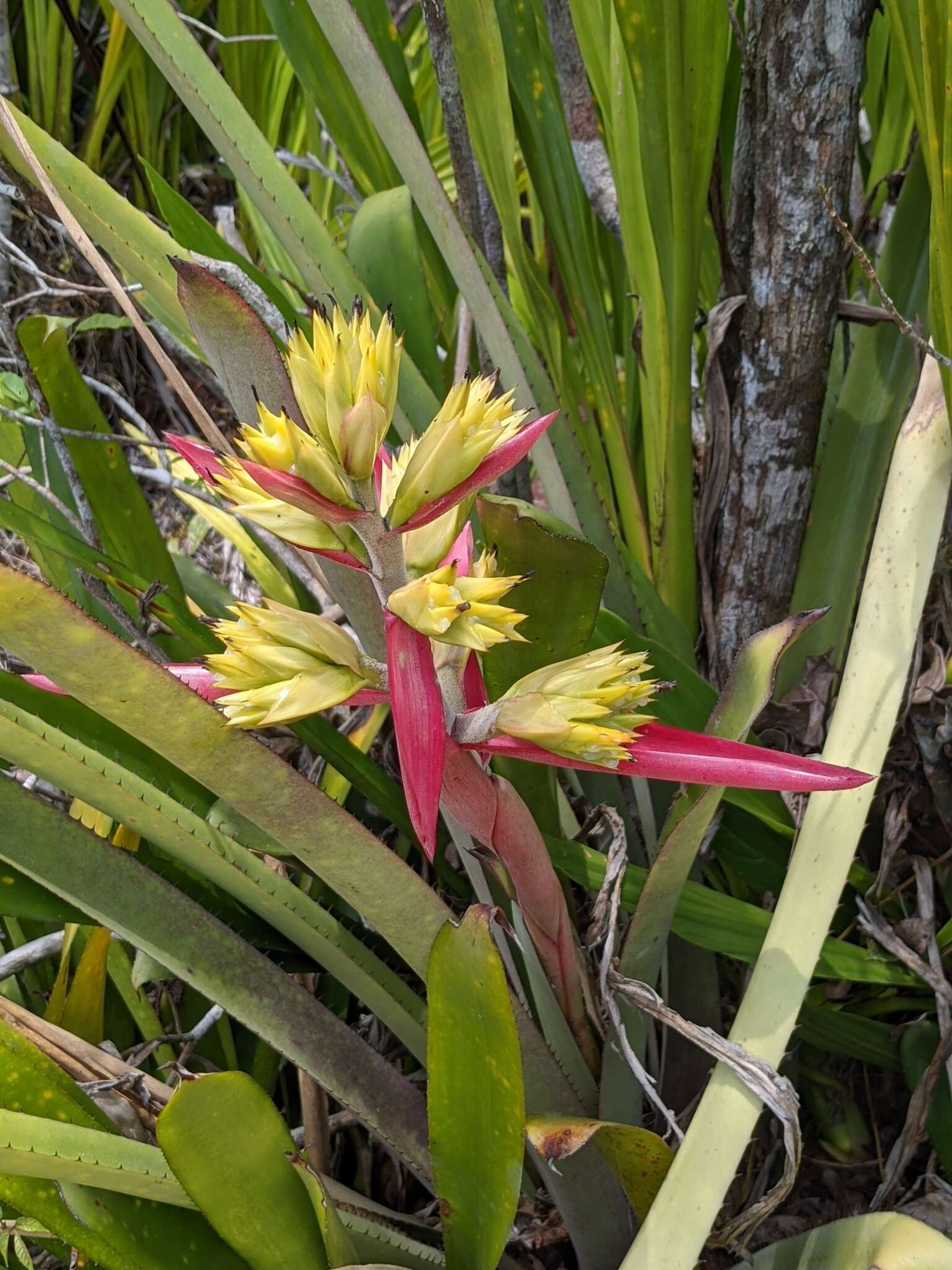 Image de Aechmea aquilega (Salisb.) Griseb.