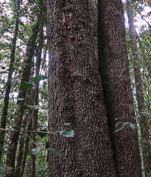 Image of Olinia ventosa (L.) Cufod.