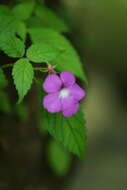 Imagem de Achimenes grandiflora (Schiede) DC.