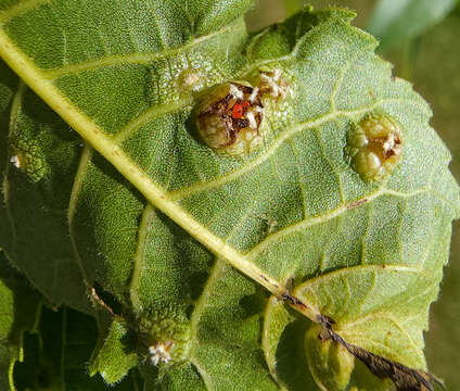 Image of Phylloxera russellae Stoetzel 1981