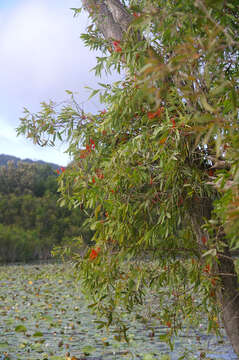 Dendrophthoe curvata (Bl.) Bl.的圖片