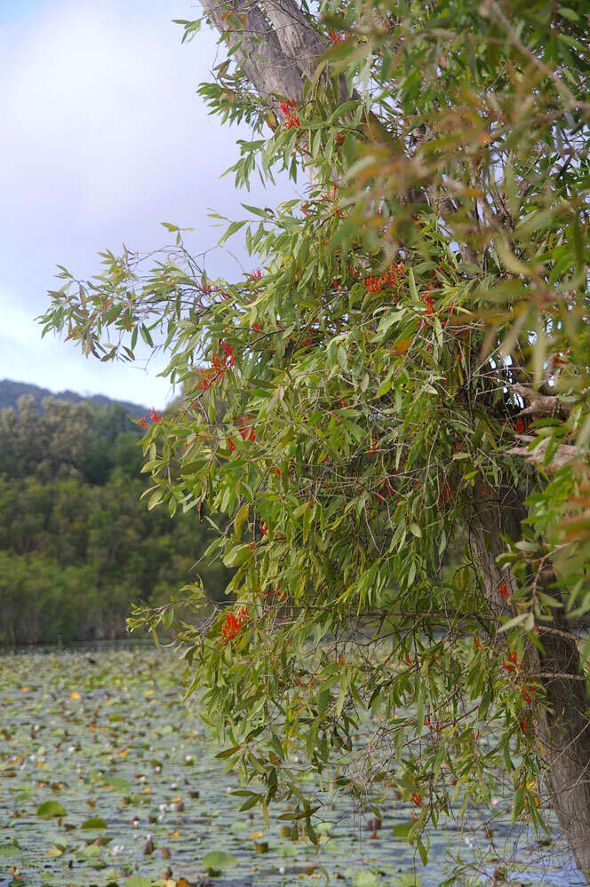 Imagem de Dendrophthoe curvata (Bl.) Bl.