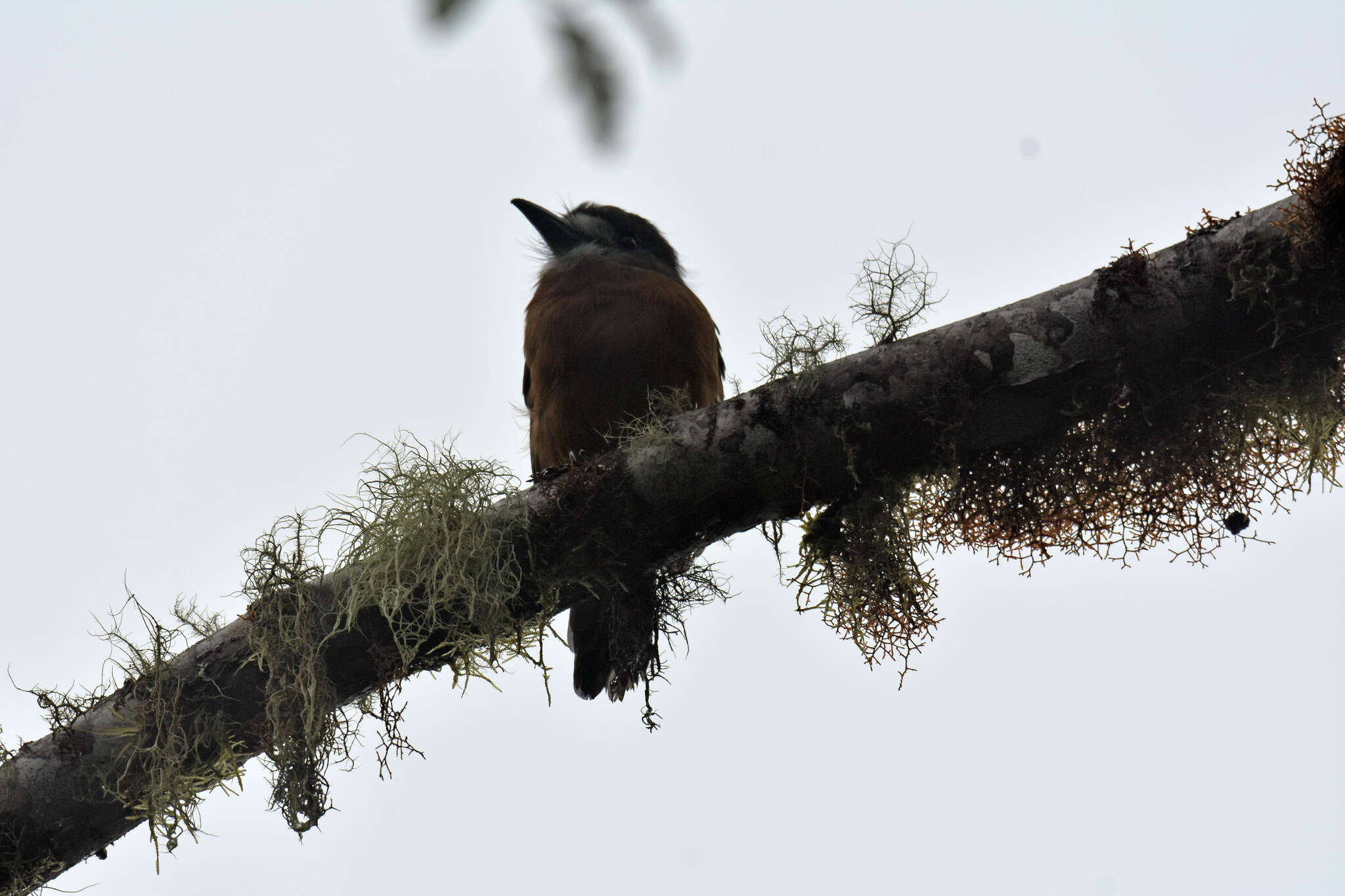 Image of Hapaloptila Sclater & PL 1881