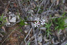 Image of Burchardia multiflora Lindl.