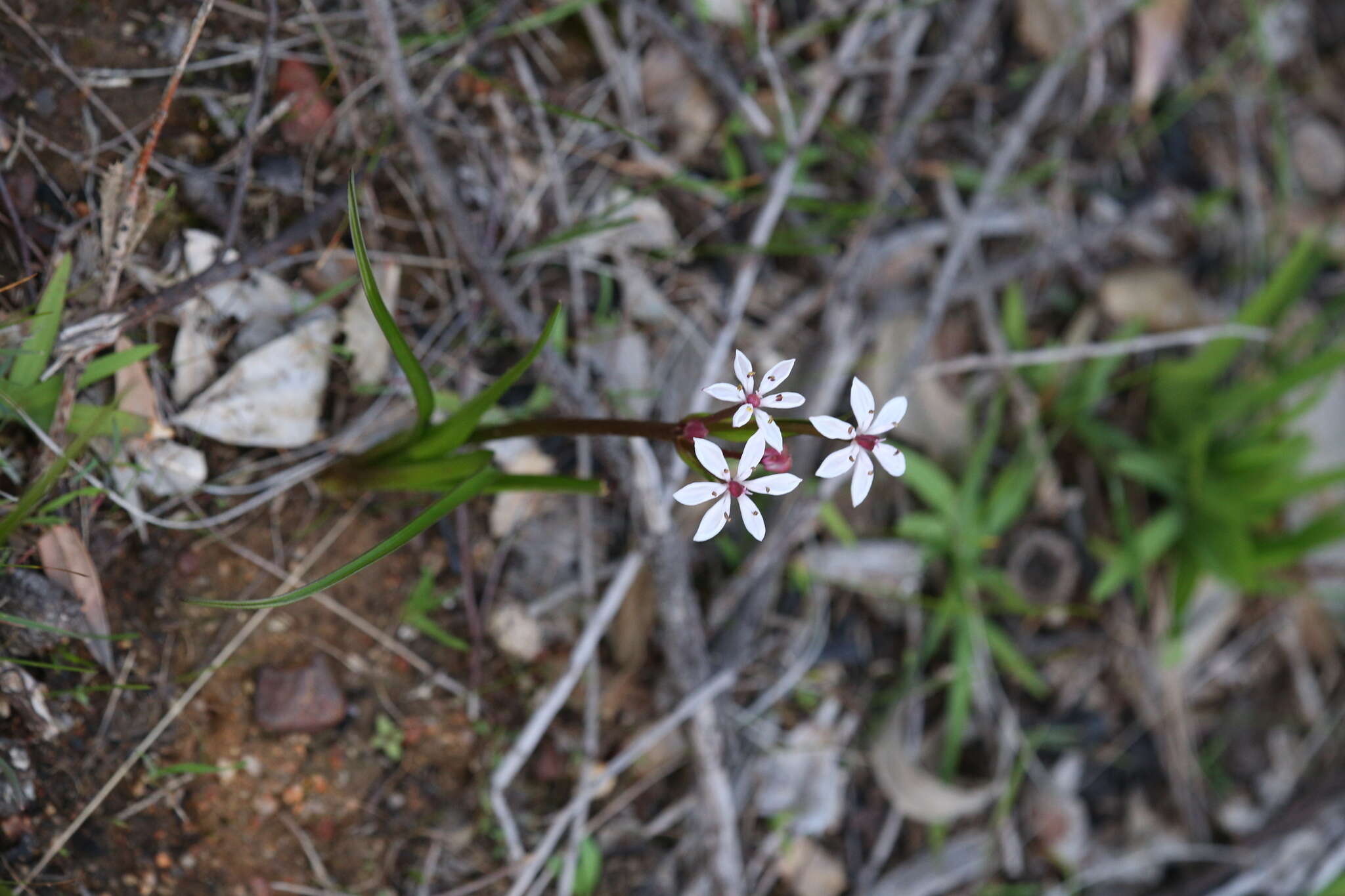 Image of Burchardia multiflora Lindl.