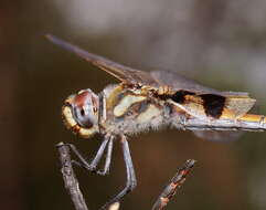 Image of Common Glider