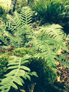 Image of licorice fern