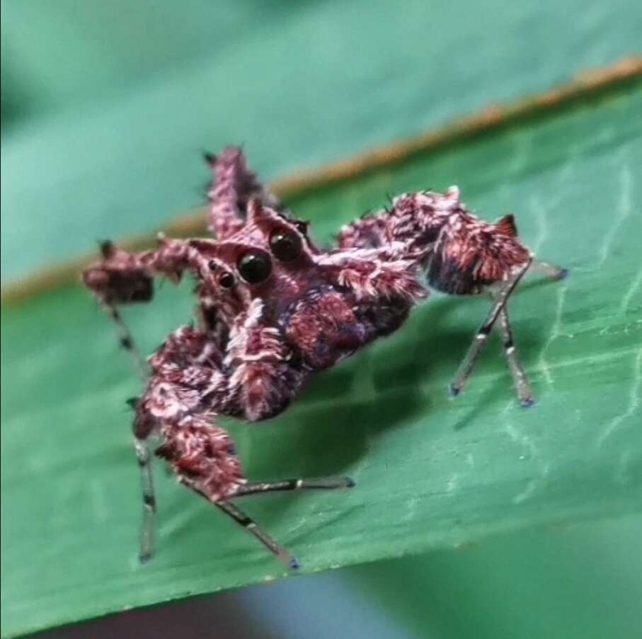 Image of Fringed Jumping Spider