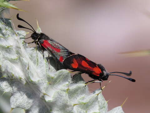 Image of Zygaena sarpedon Hübner 1790